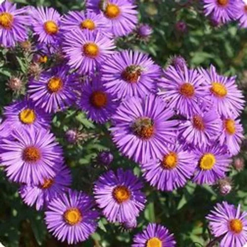Vista 5 de New England Aster Seeds - Alrededor de 100 semillas