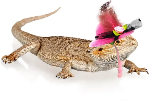 Vista 5 de 6 piezas de sombreros de pollo, sombreros para muñecas, ropa para osos, ropa para peluches, cascos de pollo