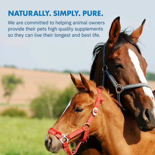 Vista 5 de HealthyGut - Kit de potro para caballos, suplemento dietético, fórmula totalmente natural (0.49 oz)