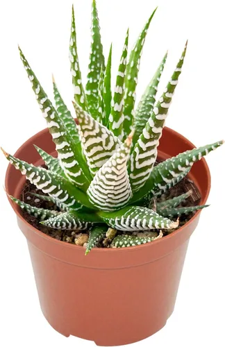 Vista 24 de Suculenta viva Sedum Adolphi 'Firestorm', 4 pulgadas, totalmente arraigada, fácil de cuidar