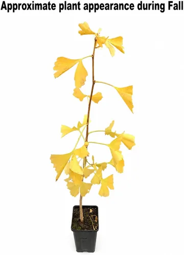 Vista 3 de Árbol de ginkgo - Planta viva de 12 a 16 pulgadas de alto - Maceta de cuarto de galón - Árbol de culantrilla/ginko - Ginkgo biloba Maidenhair