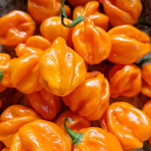 Vista 5 de 150 semillas de pimienta habanero naranja, sin OMG, chile súper picante para plantar, ideal para salsa picante, salsas y jardines domésticos - Alta