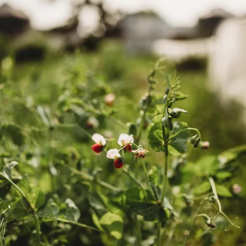 Vista 2 de Guisante de azúcar gris enano – 4 onzas a granel (~650 semillas) – Variedad de reliquia y polinizada abierta, fácil de cultivar y tolerante al frío