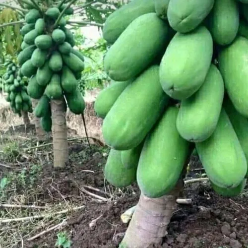Vista 3 de CHUXAY GARDEN Semillas de papaya enana 20 semillas de árboles frutales dulces La jardinería crece en solo semanas de bajo mantenimiento