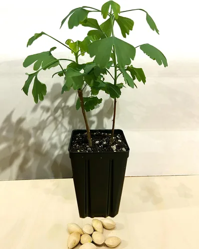 Vista 2 de Árbol de ginkgo - Maceta de 2 plantas de inicio. Gingko biloba. 6" - 9
