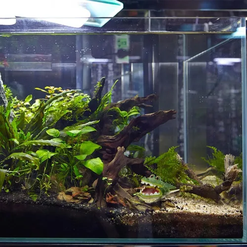 Vista 9 de iplusmile Adornos de pecera, adorno de acuario, decoración de animales, acuario, caimán acuario, decoración de paisaje, decoración de acuario