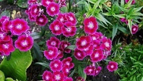 Vista 2 de Sweet William, (semillas) blanco/rosa/rojo, semillas de flores, Dianthus barbatus(500 semillas)