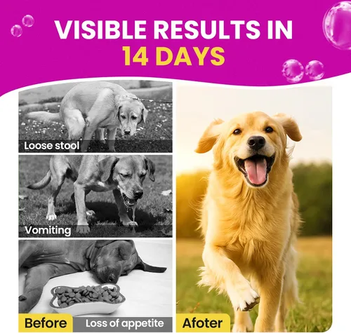 Vista 6 de Polvo probiótico diario para mascotas - Equilibrio intestinal e inmunológico