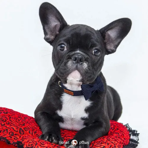 Vista 108 de Lionet Paws Collar de perro de Halloween con corbatín, bonito collar de algodón ajustable con hebilla de metal para perros pequeños, medianos y A