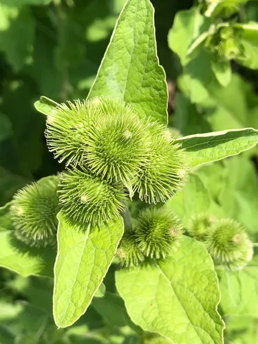 Vista 2 de Semillas de Bardana Orgánicas (Arctium lappa) 100 Semillas (0.04 oz)