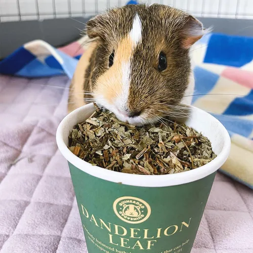 Vista 4 de GuineaDad Golosinas de hierbas orgánicas de conejillo de indias – Comida para conejillo de indias con un práctico embalaje sabor a hoja de diente