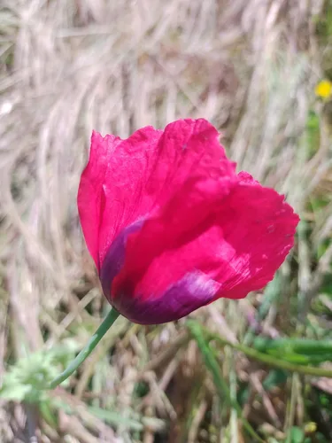 Vista 4 de Generic World Poppy Seed Blend Papaver Somniferum Mix 25+ cepas orgánicas sin OMG 100,000 semillas