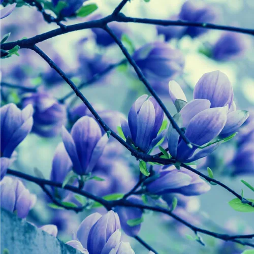 Vista 4 de Más de 10 semillas de flores de magnolia de mezcla perenne para plantar al aire libre, plantas de árboles de magnolia, plantas ornamentales