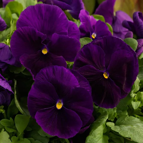 Vista 7 de Outsidepride Semillas de pensamiento de viola púrpura transparente para plantar, 50 unidades. Flores bienales, resistentes al frío y aptas