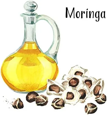 Vista 4 de 50 semillas de moringa orgánicas de gran tamaño Pkm1 Variedad Malunggay Shobhanjana Miracle Tree Drumstick Tree