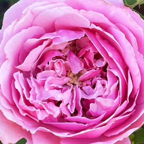 Vista 8 de Rosas de té híbridas de reliquia, planta de raíz propia viva para jardín al aire libre, Sister Emmanuelle™, excepcionalmente fragantes, zonas