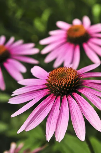 Vista 3 de Purple Equináceas 100 semillas, hermosas flores moradas
