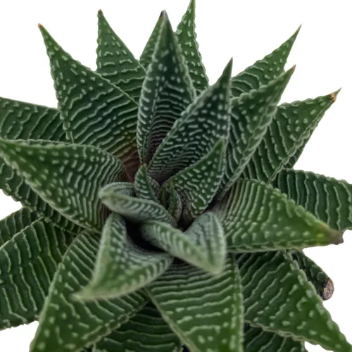 Vista 4 de BubbleBlooms Haworthia Miami, 2 pulgadas wandera Tropiflora Lace Aloe