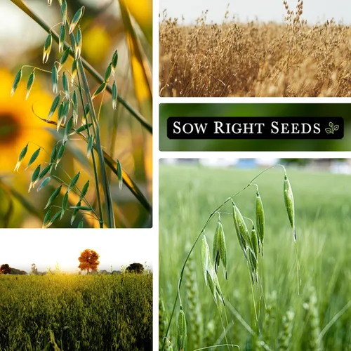 Vista 4 de Sow Right Seeds - Semilla de avena de invierno para plantar - Cubre los cultivos para plantar en tu huerto casero - Enriquece el suelo - Suprime