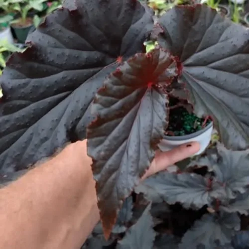 Vista 6 de Juego de 2 plantas vivas de begonia, plantas raras de begonia para colgar, canasta colgante ornamental de 5"-9" de alto (Ala de Ángel Negro)