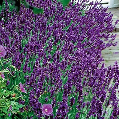 Vista 3 de Park Seed Semillas de lavanda inglesa, ricas en aceites esenciales, paquete de 100 semillas