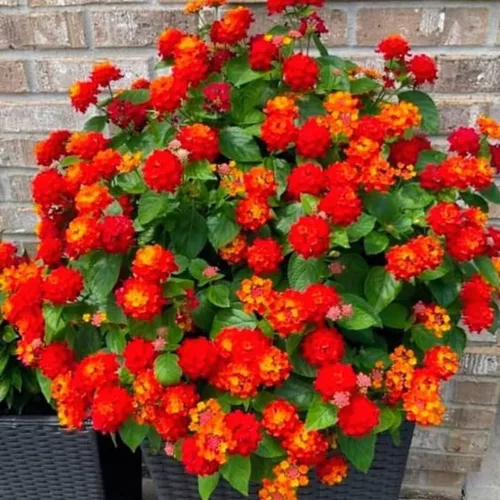 Vista 8 de Paquete de 4 plantas perennes de Lantana vivas de rápido crecimiento para jardín o contenedores, 4-8 pulgadas de alto, flores rojas brillantes