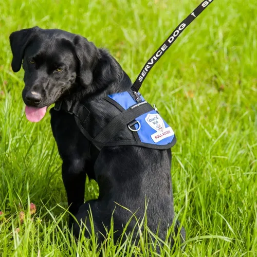 Vista 9 de Correa para perros de servicio, incluye 5 tarjetas de folleto de ley federal, se puede utilizar con o sin un chaleco para perros de servicio
