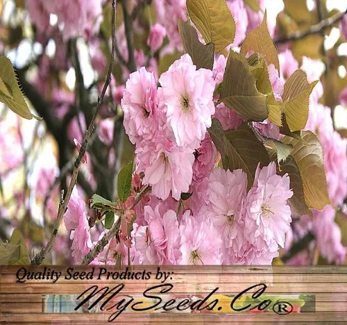 Vista 8 de Prunus serrulata (Cereza Japonesa, Sakura, Cereza Colina, Cereza Oriental, Cereza de Asia Oriental) Semillas de árbol, Flores vistosas, Semillas