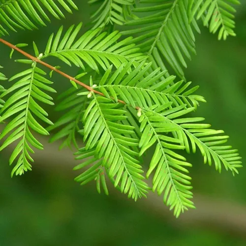 Vista 2 de Semillas de árbol de secoya Dawn - 30 Seeds - Enviados desde Estados Unidos - Sequoia Tree Seeds