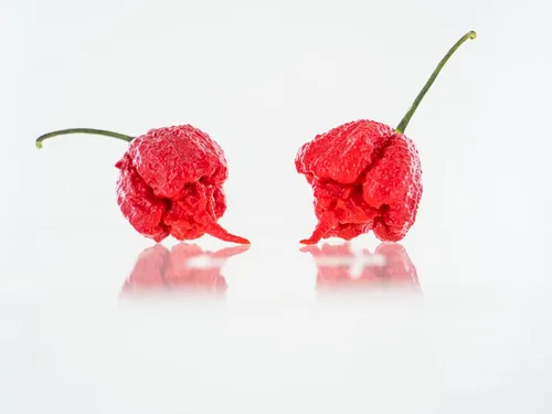 Vista 3 de Pepper Joe's Carolina Reaper Seeds - Paquete de 10 semillas de chile más calientes del mundo, cultivadas en Estados Unidos, semillas de Carolina
