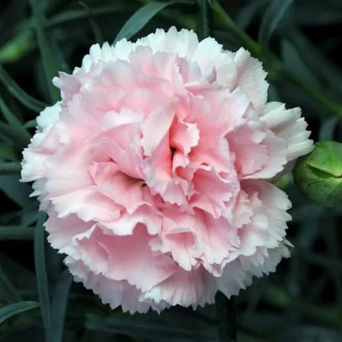 Vista 3 de CHUXAY GARDEN Pink Dianthus Caryophyllus-La France Clavel, Clavo Rosa 50 Semillas Día de los Caídos Flower Show Amor Jardinería única Beauyiful Flor