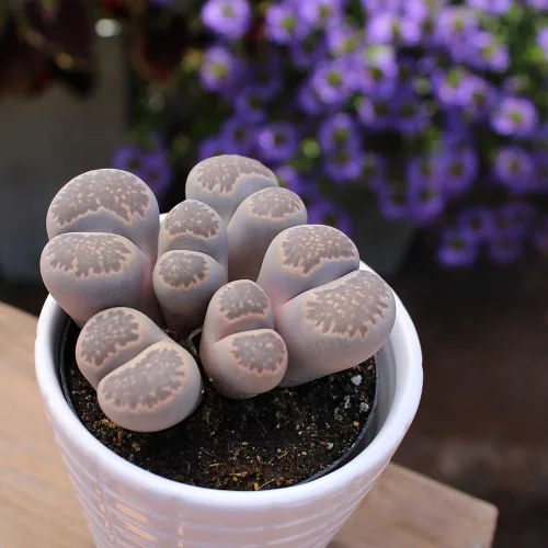 Vista 11 de Altman Plants Plantas suculentas gigantes (4 unidades) XL Lithops Plantas vivas y suculentas reales, plantas seguras para mascotas y plantas