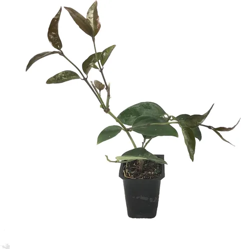 Vista 2 de Star Jasmine - 10 plantas vivas - Jasminum Nitidum - Vid de hoja perenne floreciente fragante
