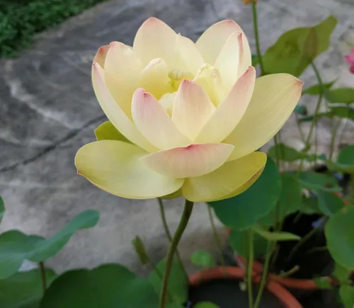Vista 4 de Color mezclado Bonsai Bowl Lotus Water Lily Semillas (30 PCS)