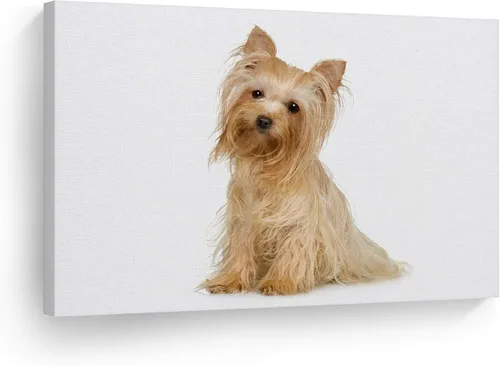Vista 21 de Diseño de arte de la sonrisa Retrato de lindo Yorkie Yorkshire Terrier perro animal lienzo de pared impresión arte del dueño de mascotas amante