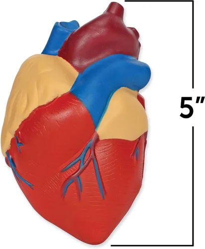 Vista 2 de Learning Resources Modelo de corazón humano de sección transversal: anatomía de práctica, herramientas de estudio de arterias y venas