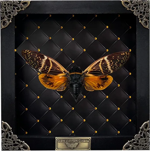 Vista 136 de 2 Real Dragonfly Specimens Shadow Box Framed Insect Display Oddities Curiosities Entomology Collection Natural History Wall Decor Gift for Nature