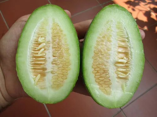 Vista 3 de Semillas Vegetal Cucamelon (Cross Pepino y Melón) Vid - 20 Semillas