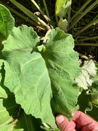 Vista 5 de Plant Good Seed Semillas orgánicas de raíz de bardana para plantar: hierba rica en nutrientes, hojas verdes grandes - Paquete de 50 semillas