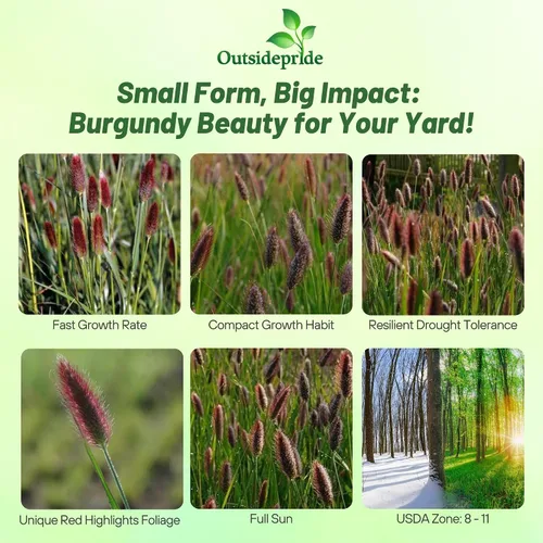 Vista 2 de Outsidepride - 25 semillas de la hierba ornamental perenne Pennisetum thunbergii (Red Buttons) para sembrar