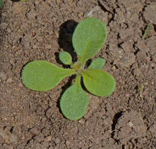 Vista 2 de Dwarf Mix Petunia Flower Seeds, paquete de 20,000+ semillas de Seeds2Go