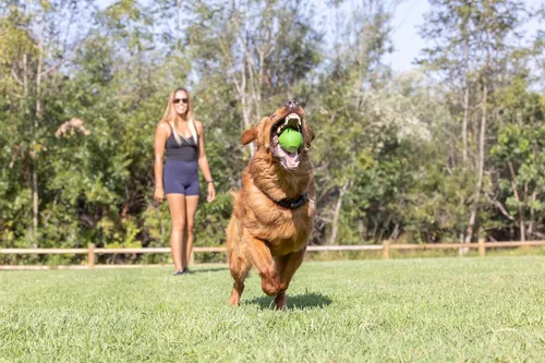 Vista 2 de Chuckit! Erratic Dog Ball - Juguete interactivo para perros, rebotes impredecibles, pequeño de 2 pulgadas para razas pequeñas y cachorros, paquete