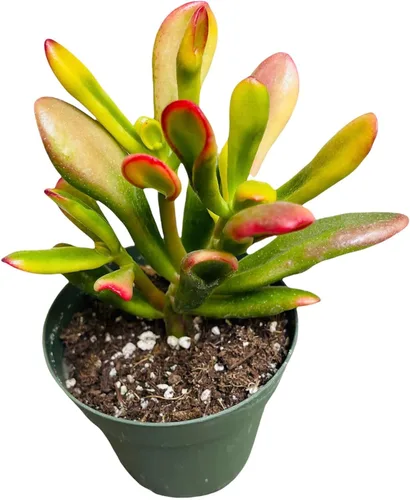 Vista 5 de Plantas de cactus suculentas vivas de USKC (maceta de 4 pulgadas) (Aptenia Cordifolia Variegata)