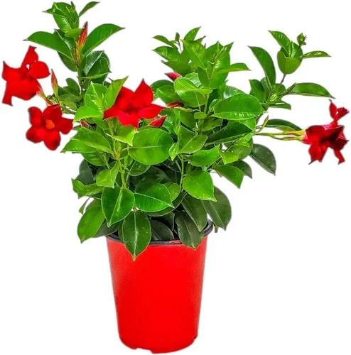 Vista 14 de Tropical Plants of Florida - Arbusto blanco de Dipladenia - Altura total de 14 pulgadas - Maceta de 6 pulgadas (1 galón) (solo planta)