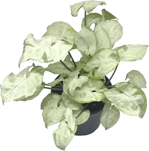 Vista 9 de BubbleBlooms Syngonium Moonshine en una olla de 4 pulgadas con cabeza de flecha abigarrada vid rara