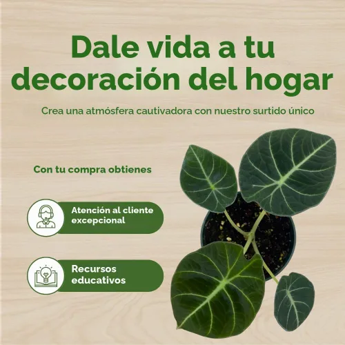 Vista 6 de BubbleBlooms Alocasia Terciopelo Negro, Joya Alocasia en maceta de 4 pulgadas