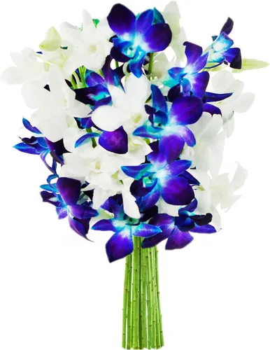 Vista 13 de Kabloom 10 Tallos Blue Valentine Dendrobium orquídeas, 2.5 libras