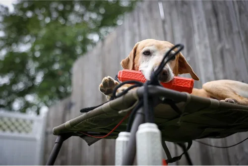 Vista 8 de Momarsh Final Stand Dog Adjustable Training Platform & Storage Panel Hunting Stand Elevated Pet System for Place, Agility & Steadiness Dog