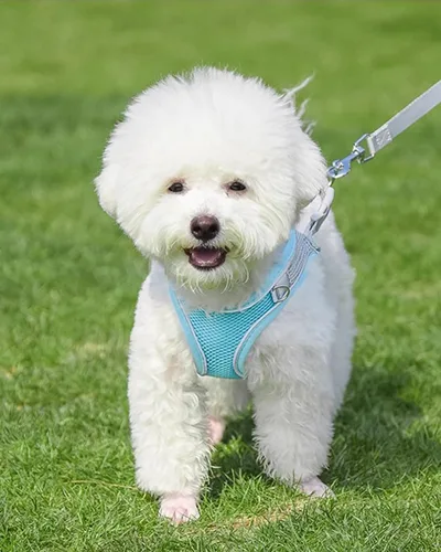 Vista 2 de Solmoony Arnés para perro para perros pequeños y medianos, fácil de poner, arnés de malla suave y juego de correa para gatitos y cachorros, arnés