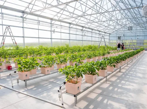 Vista 2 de Pepper Joe's Semillas de pimiento Mucho Nacho – Paquete de 10 semillas híbridas de pimiento jalapeño – Cultivadas en Estados Unidos – Semillas